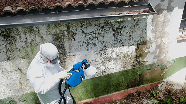 Top rated local Mold Cleanup specialists in Scotts, MI